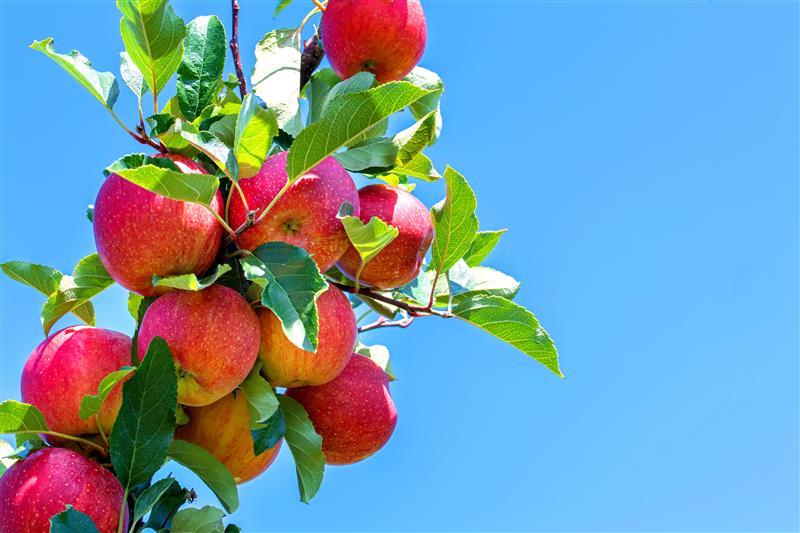 Diversifying portfolio credit exposures  with privately financed farm loans